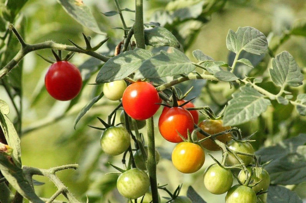 Créer un potager urbain en bac surélevé